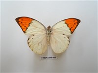 藏品(橙端粉蝶)的圖片